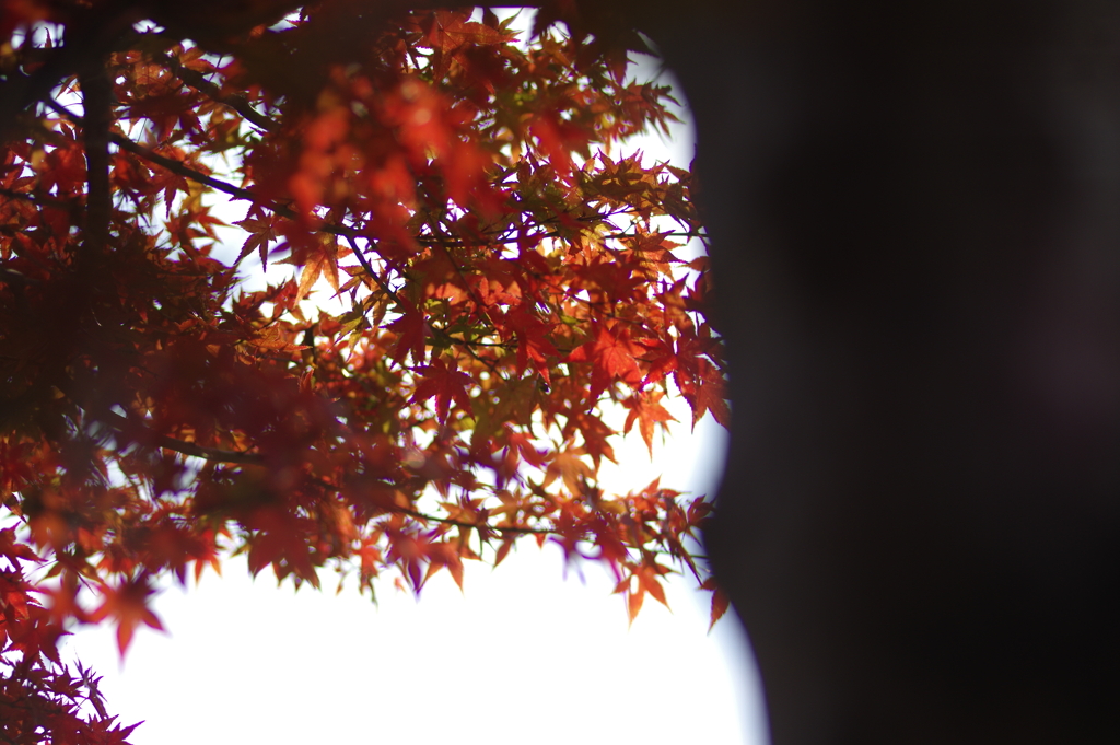 ようやく色づいた庭紅葉