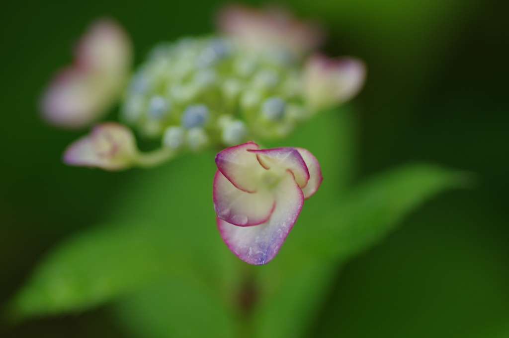 梅雨入りと紫陽花