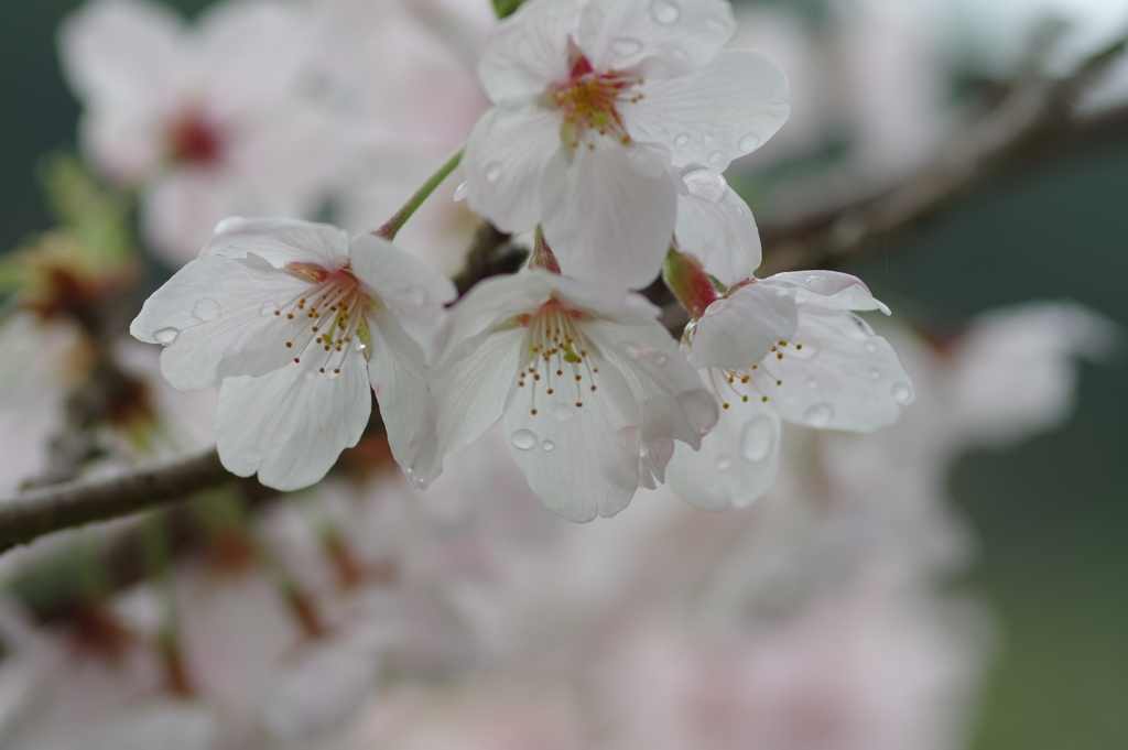 雨上がり一人でお花見