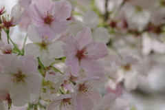 続花見は写真で