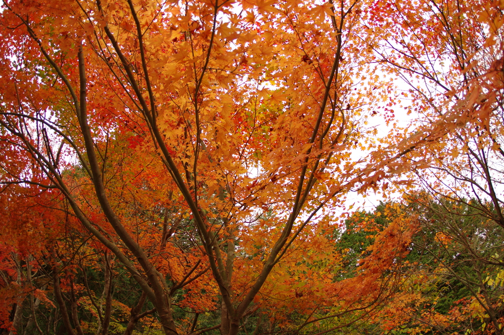 紅葉狩り２０２１