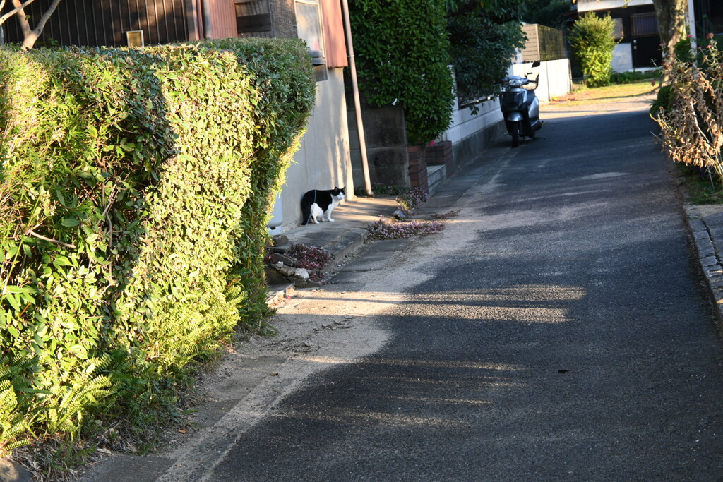 一眼練習猫撮りW