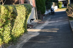 一眼練習猫撮りW