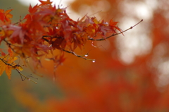 夫婦で紅葉狩り