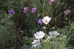 親子で秋桜撮影