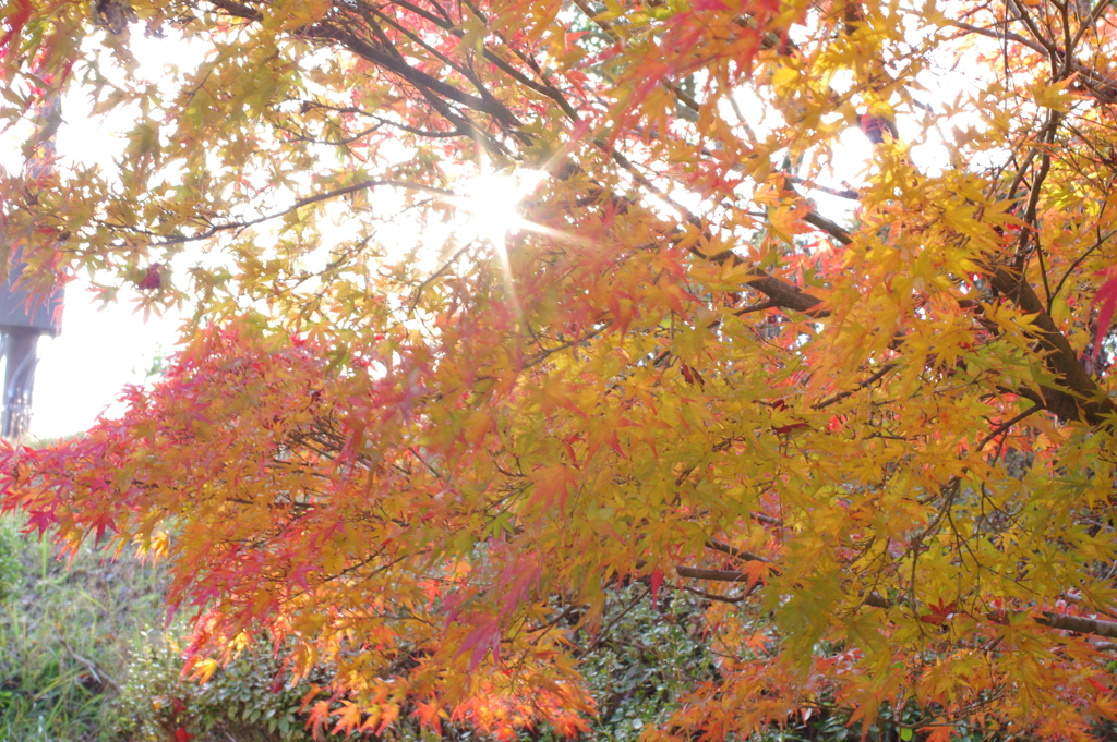 伊藤公記念公園の紅葉