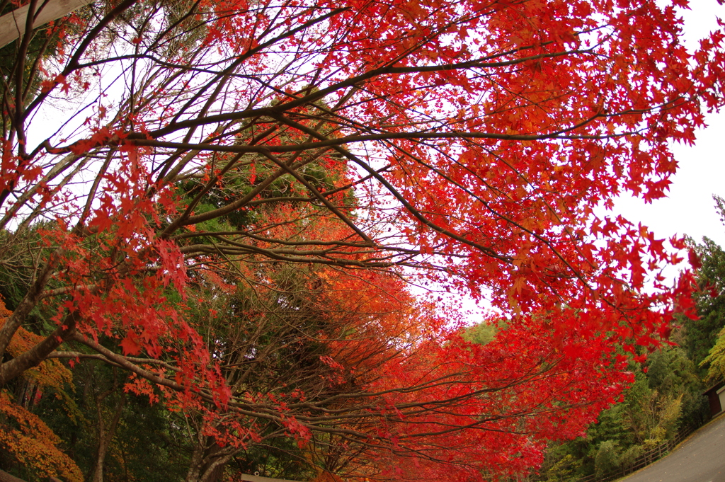 紅葉狩り２０２１