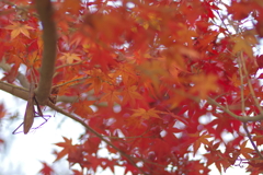 カメラ２台を抱えて紅葉終わり