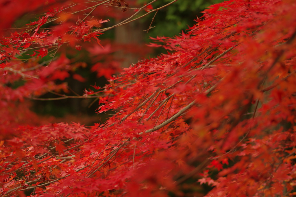 紅葉狩り２０２１