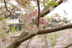 雨上がりお花見2021