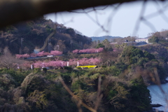ソメイヨシノの枝の隙間から河津桜