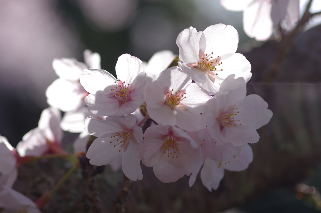 朝の花見