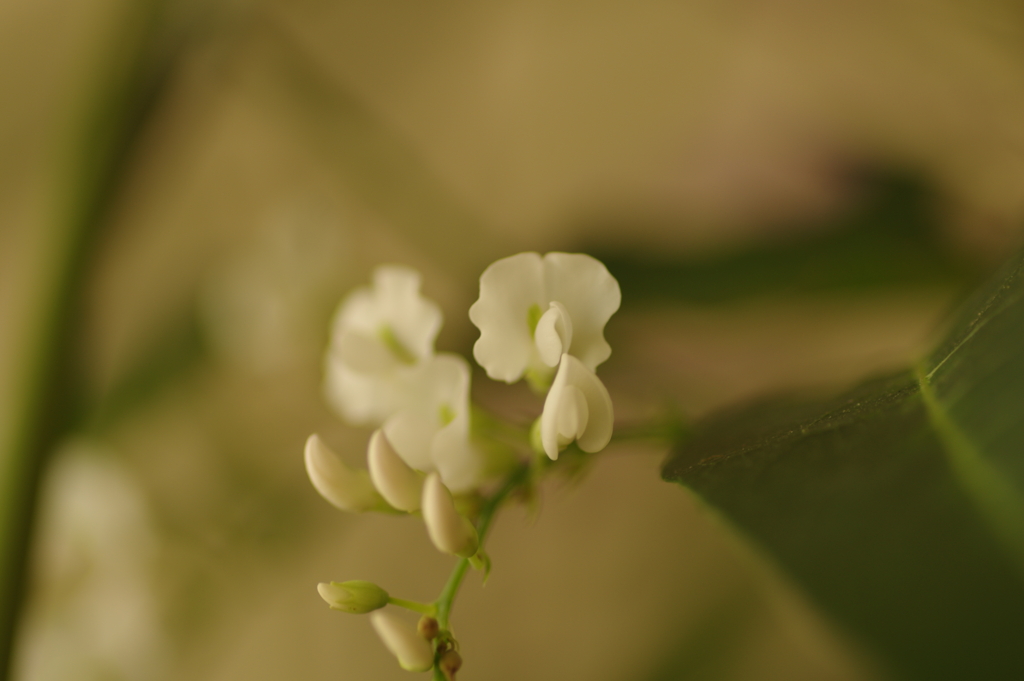 ハーデンベルギア