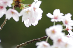 雨上がり一人でお花見