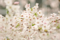 雨上がりお花見2021