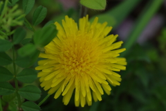 続花見は写真で