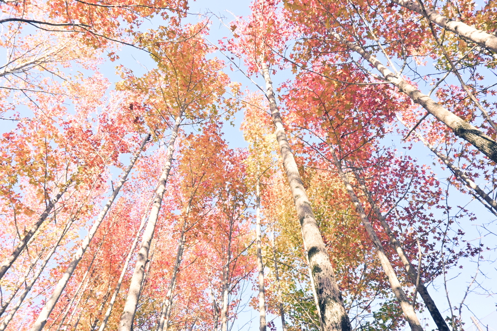 スポーツ公園内でウォーキング撮影