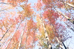 スポーツ公園内でウォーキング撮影