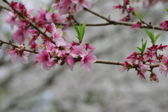 雨上がり一人でお花見