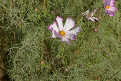 親子で秋桜撮影