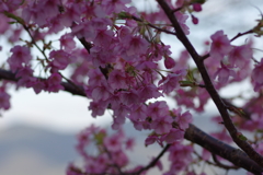 河津桜2020