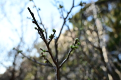 冠梅園