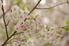 雨上がりお花見2021