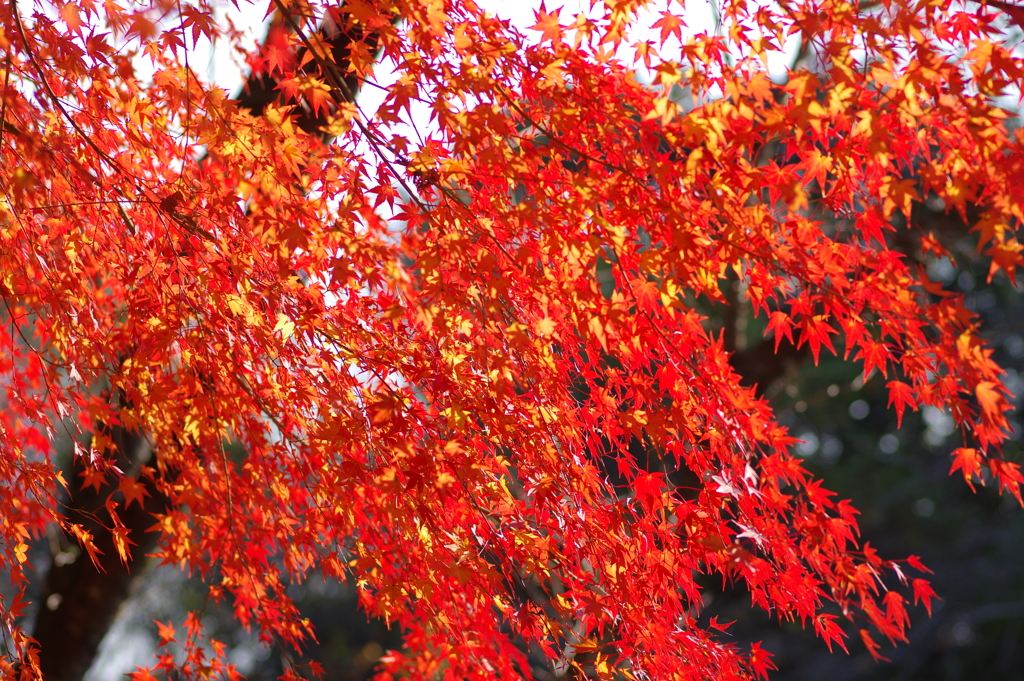 伊藤公記念公園の紅葉