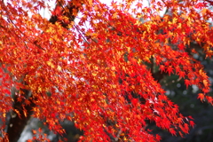 伊藤公記念公園の紅葉