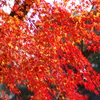伊藤公記念公園の紅葉