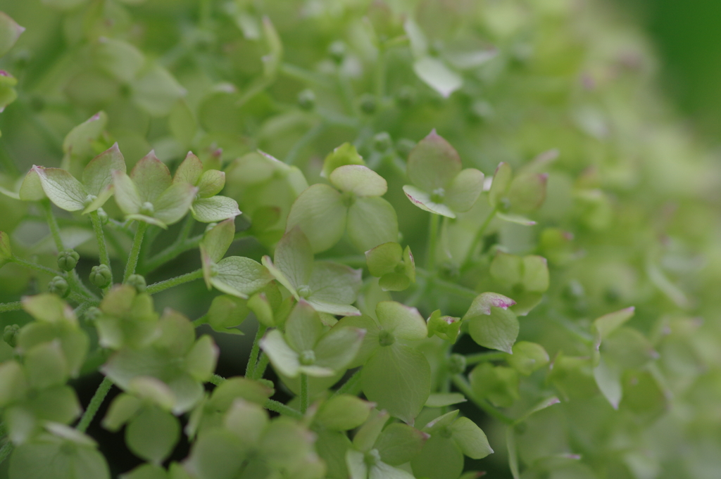 次々開花する紫陽花
