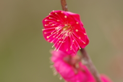 仕事帰りに梅園散策