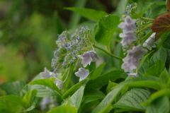 梅雨と紫陽花