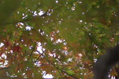 きれいな紅葉とはならず