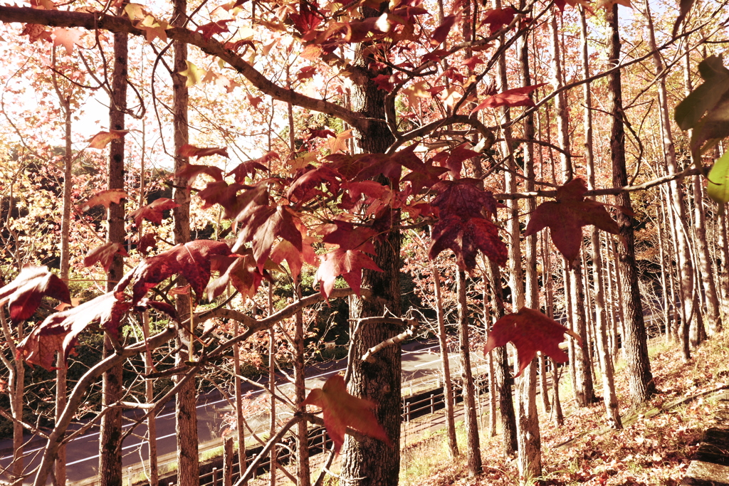 スポーツ公園内でウォーキング撮影
