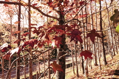 スポーツ公園内でウォーキング撮影