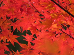 紅葉