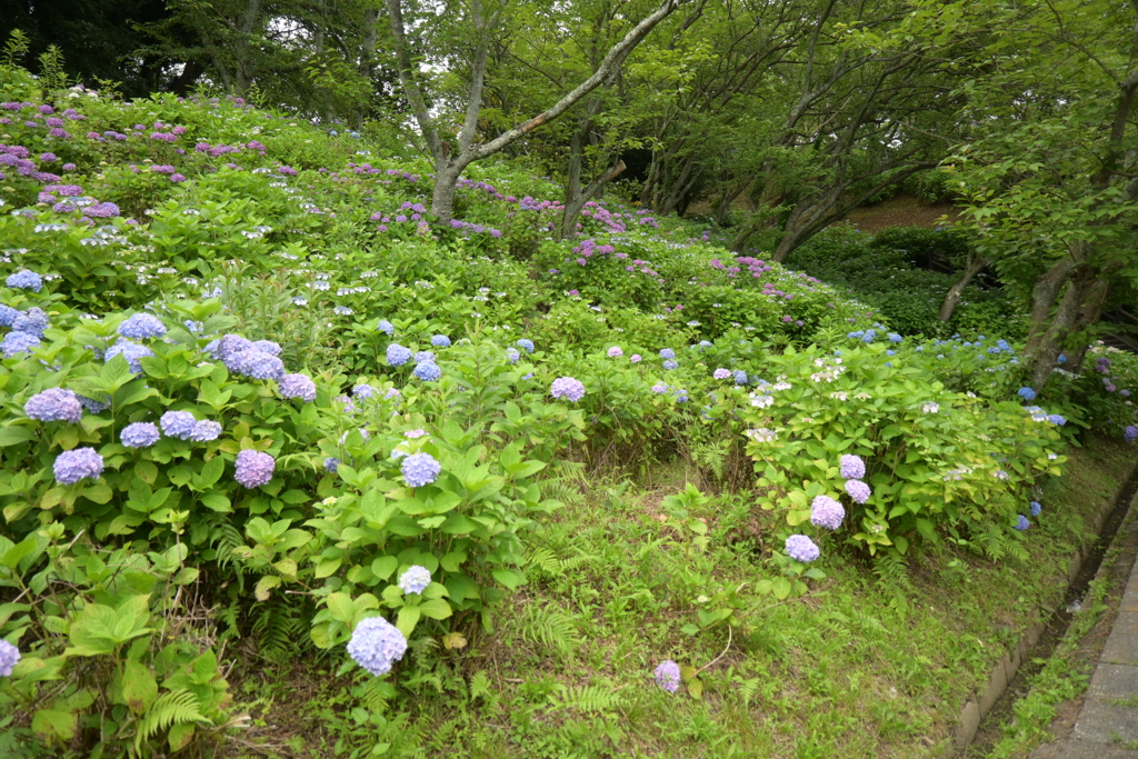一眼持ってあじさい園へ