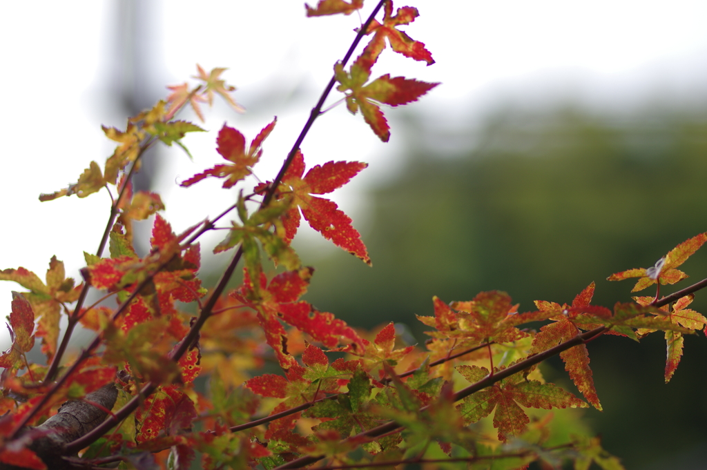 きれいな紅葉とはならず
