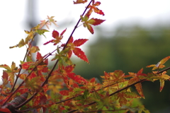きれいな紅葉とはならず