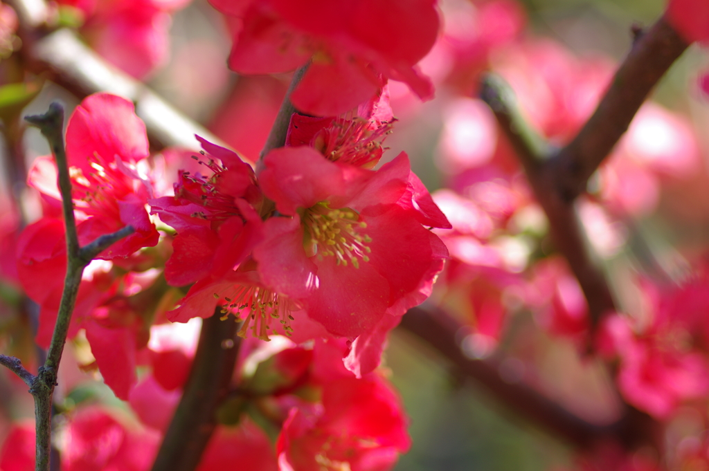 ひっそりと咲いていた木瓜の花