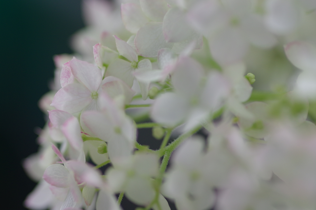 次々開花する紫陽花
