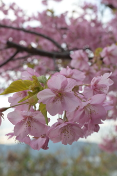 河津桜