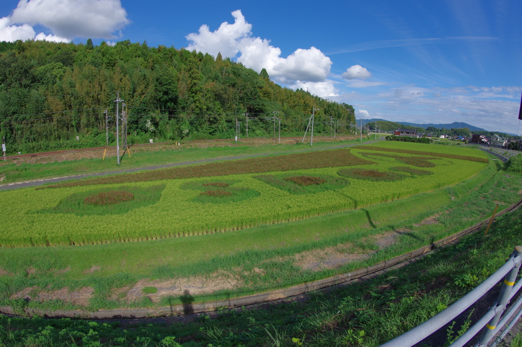 田んぼアート2022