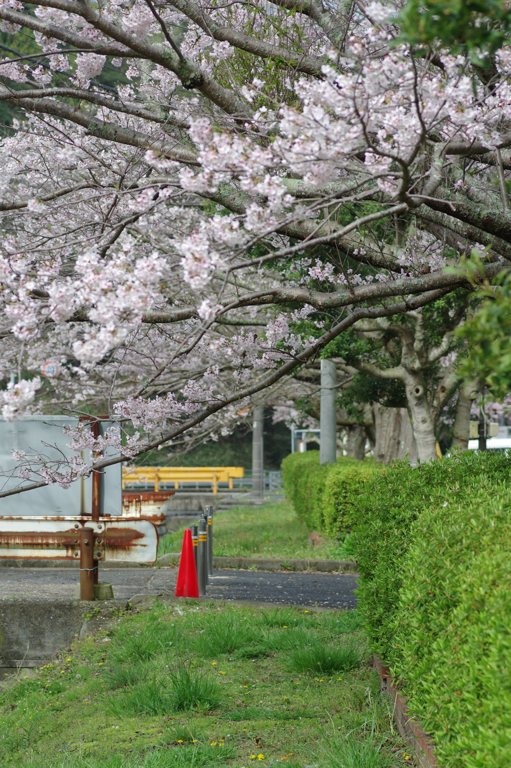 雨上がり一人でお花見