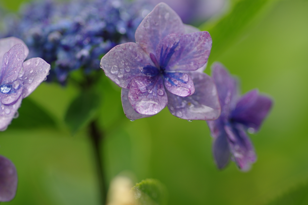 雨上がり紫陽花