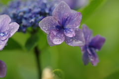 雨上がり紫陽花