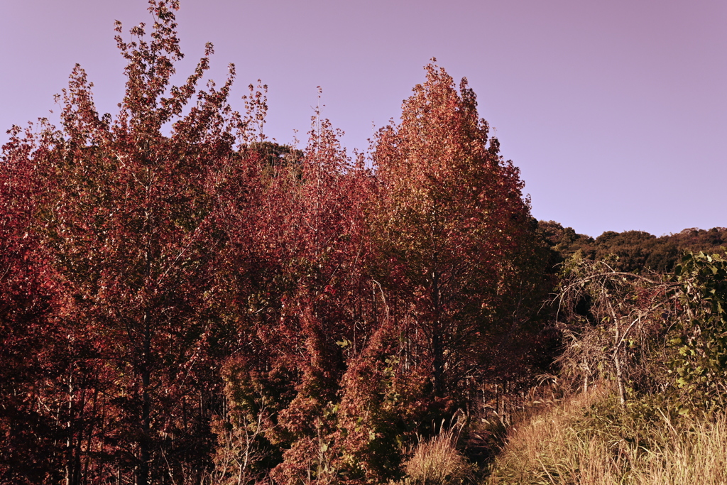 スポーツ公園内でウォーキング撮影