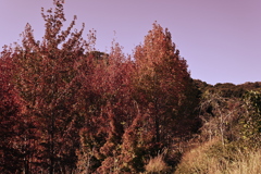 スポーツ公園内でウォーキング撮影