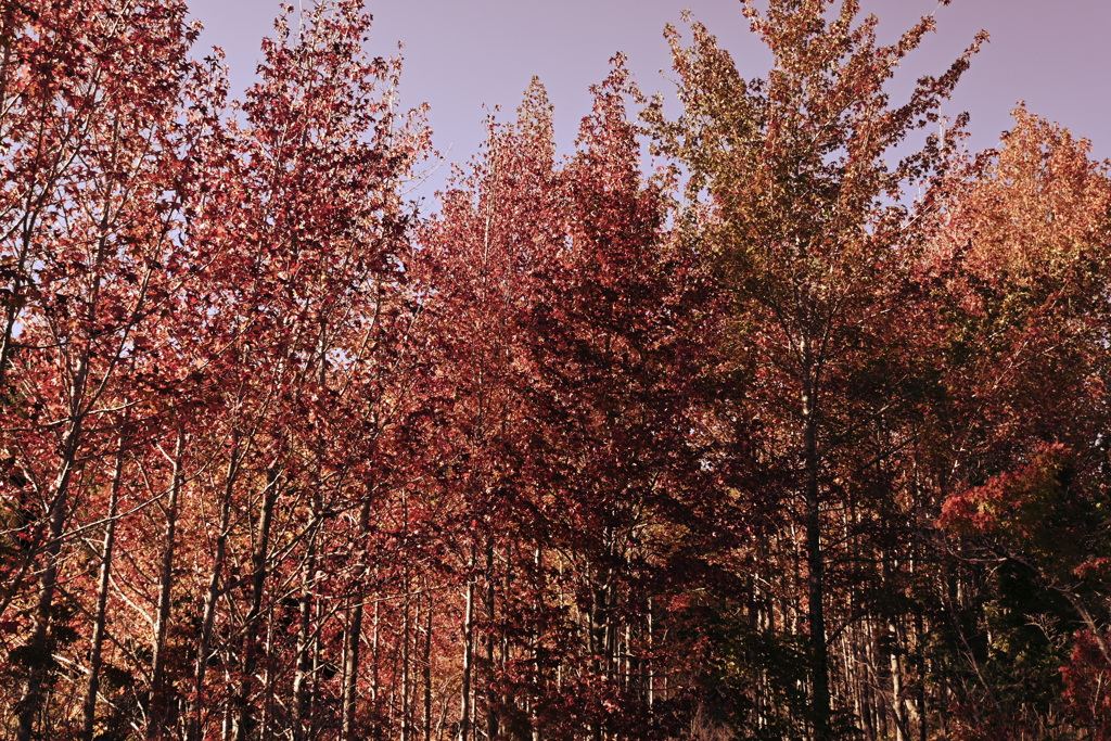 スポーツ公園内でウォーキング撮影